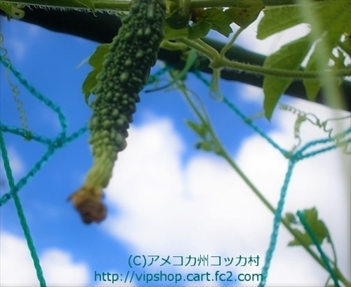 家庭菜園