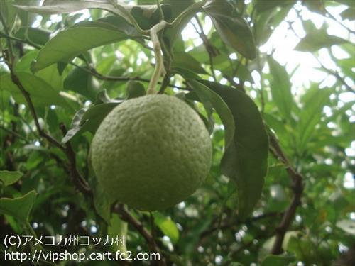 家庭菜園