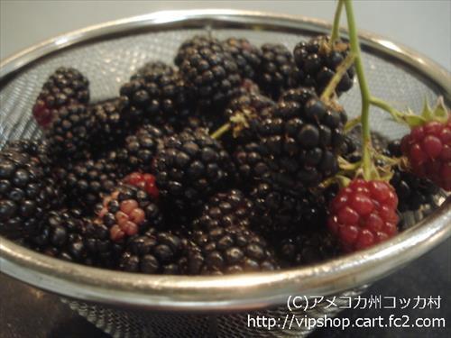 家庭菜園