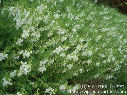 秋の花