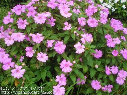 秋の花
