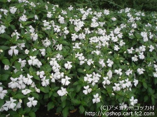 秋の花