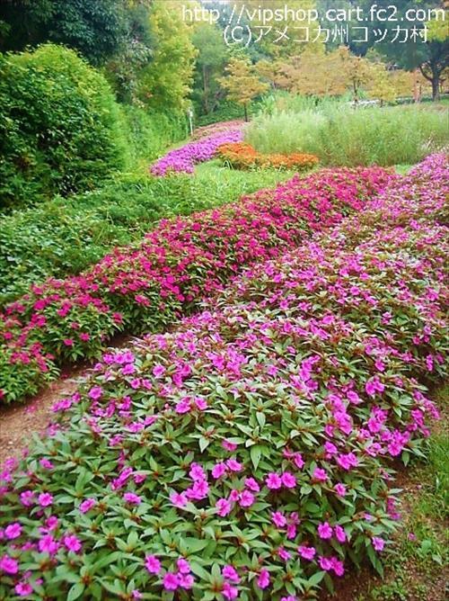 秋の花