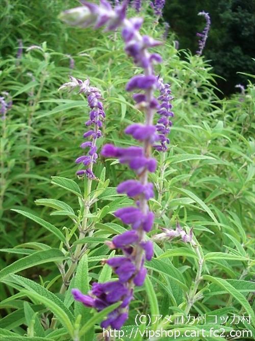 秋の花