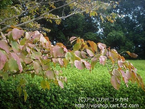 秋の花
