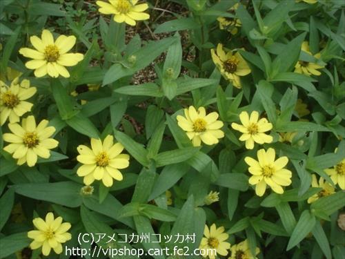 秋の花