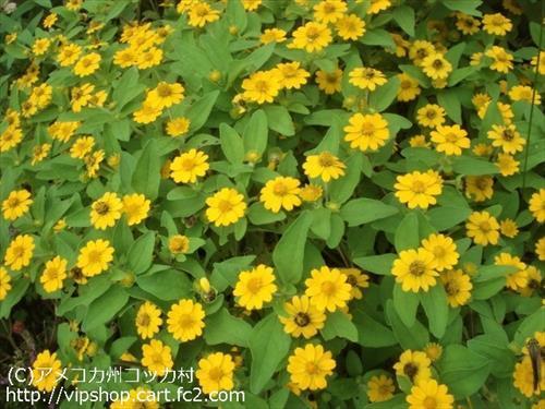秋の花