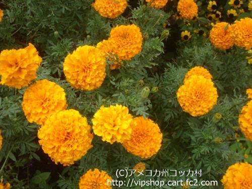 秋の花
