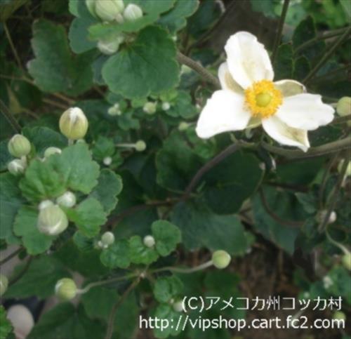 庭花