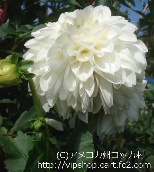 お花見