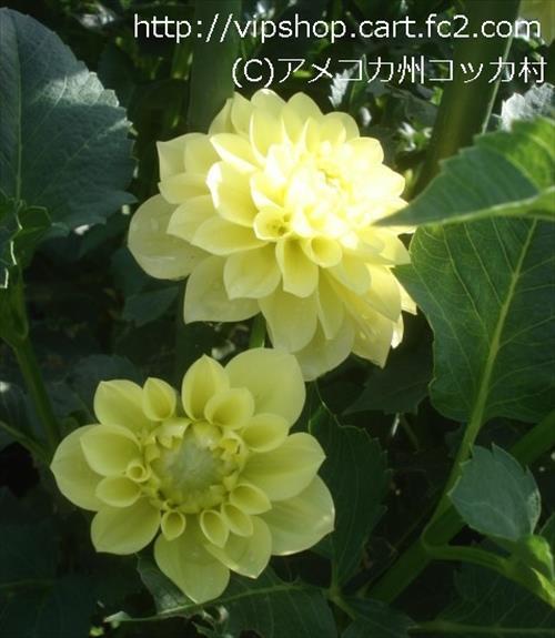 お花見