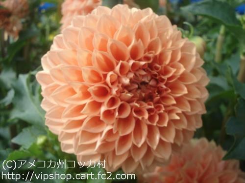 お花見