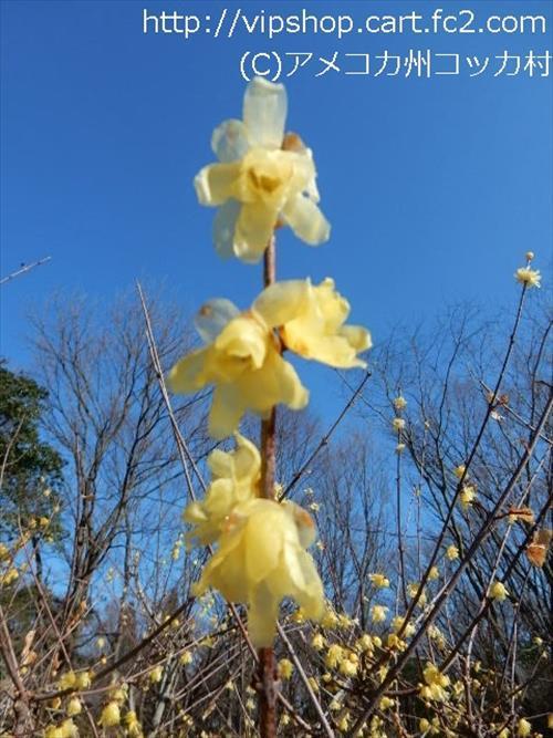 花見