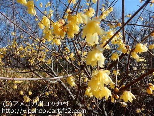 花見