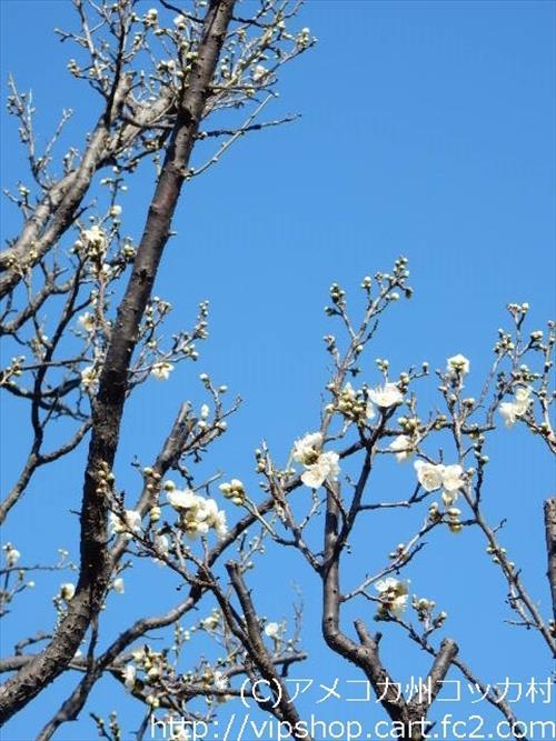 花見
