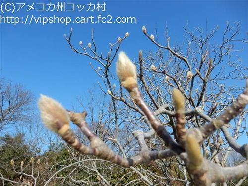花見