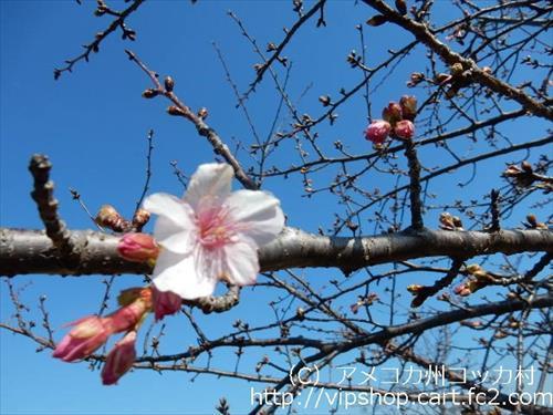河津桜