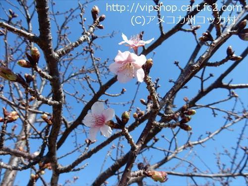 河津桜