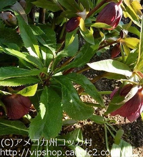 庭花