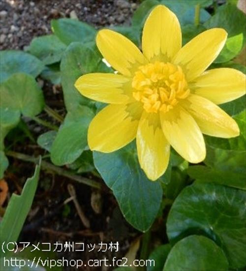 庭花