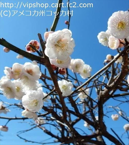 ティータイム