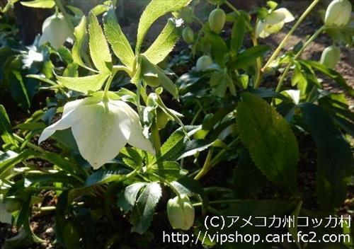 庭花