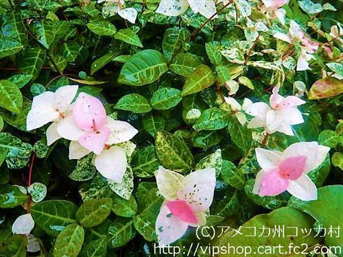 庭花