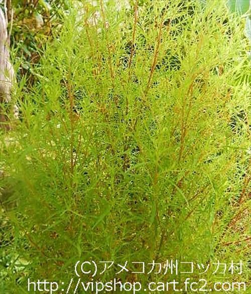 庭花