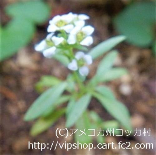 庭花