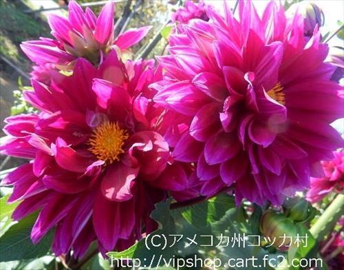 ダリア