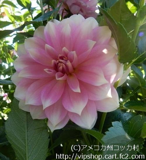 ダリア