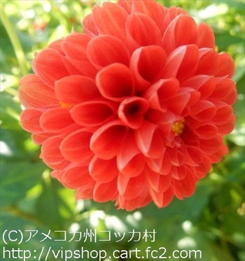 ダリア
