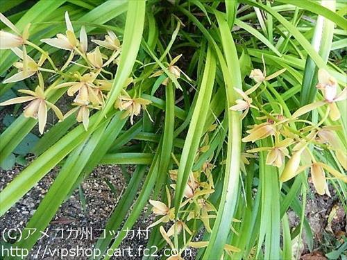庭花