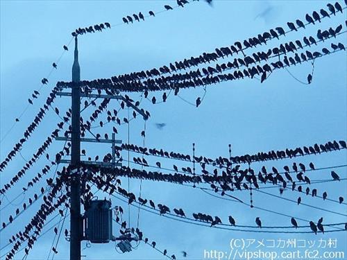 愛知県のお土産