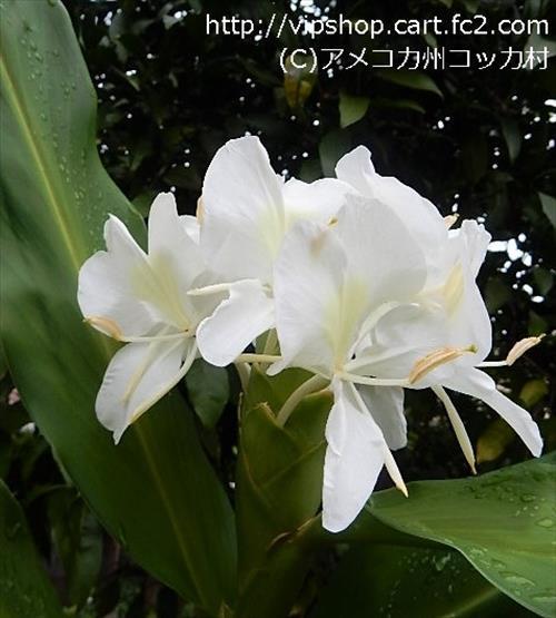 庭花