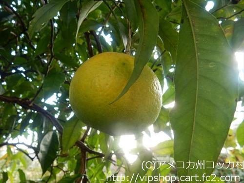 庭花