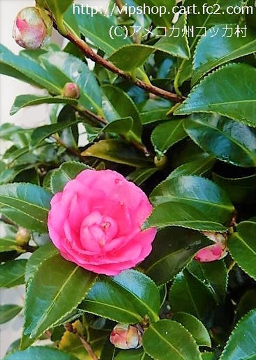 庭花