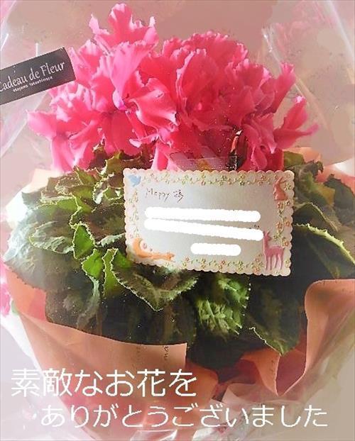 シクラメン
