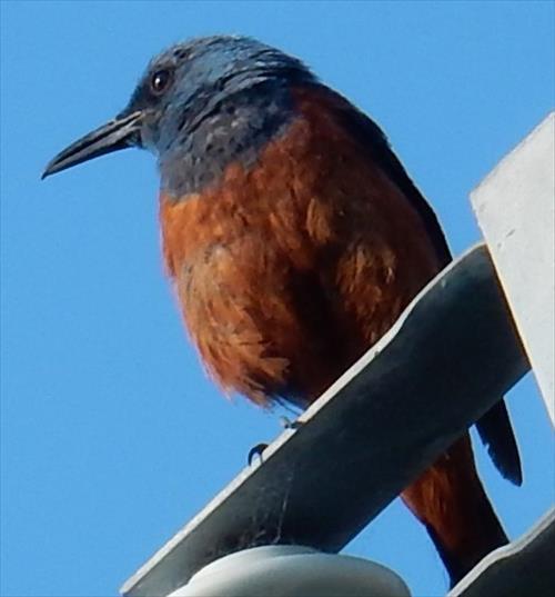 野鳥
