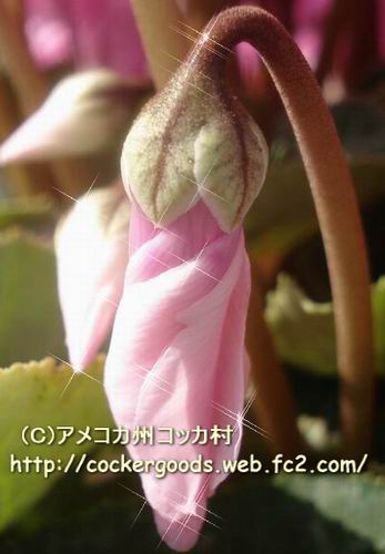 11コピー~ DSC02631.jpg
