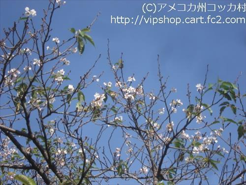 お花見
