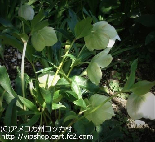 庭花