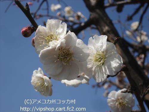 庭花