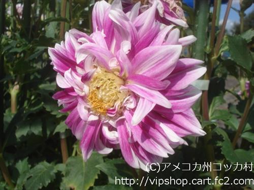 お花見