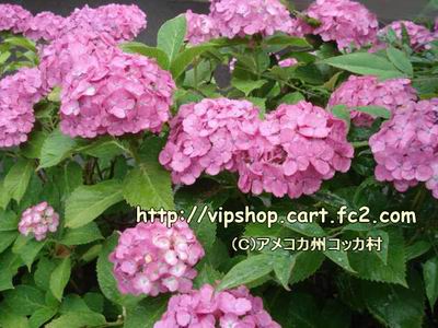 1DSC00715.jpg