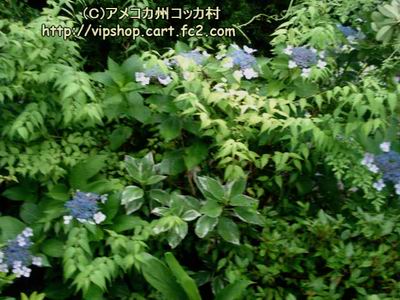1DSC00723.jpg
