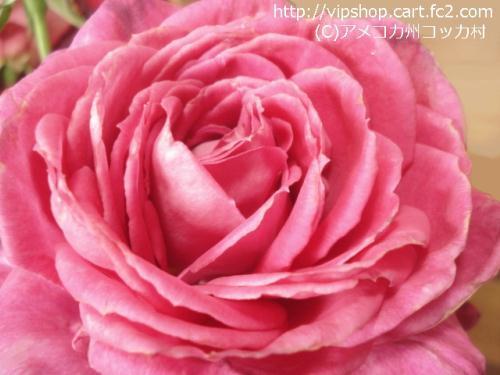 薔薇