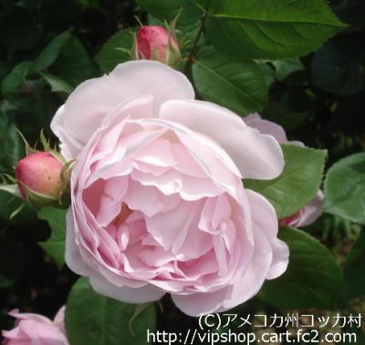 1DSC01814.jpg