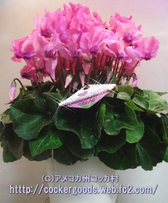 1DSC02502.jpg