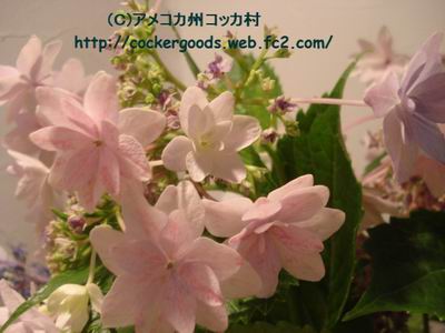 1DSC05001.jpg